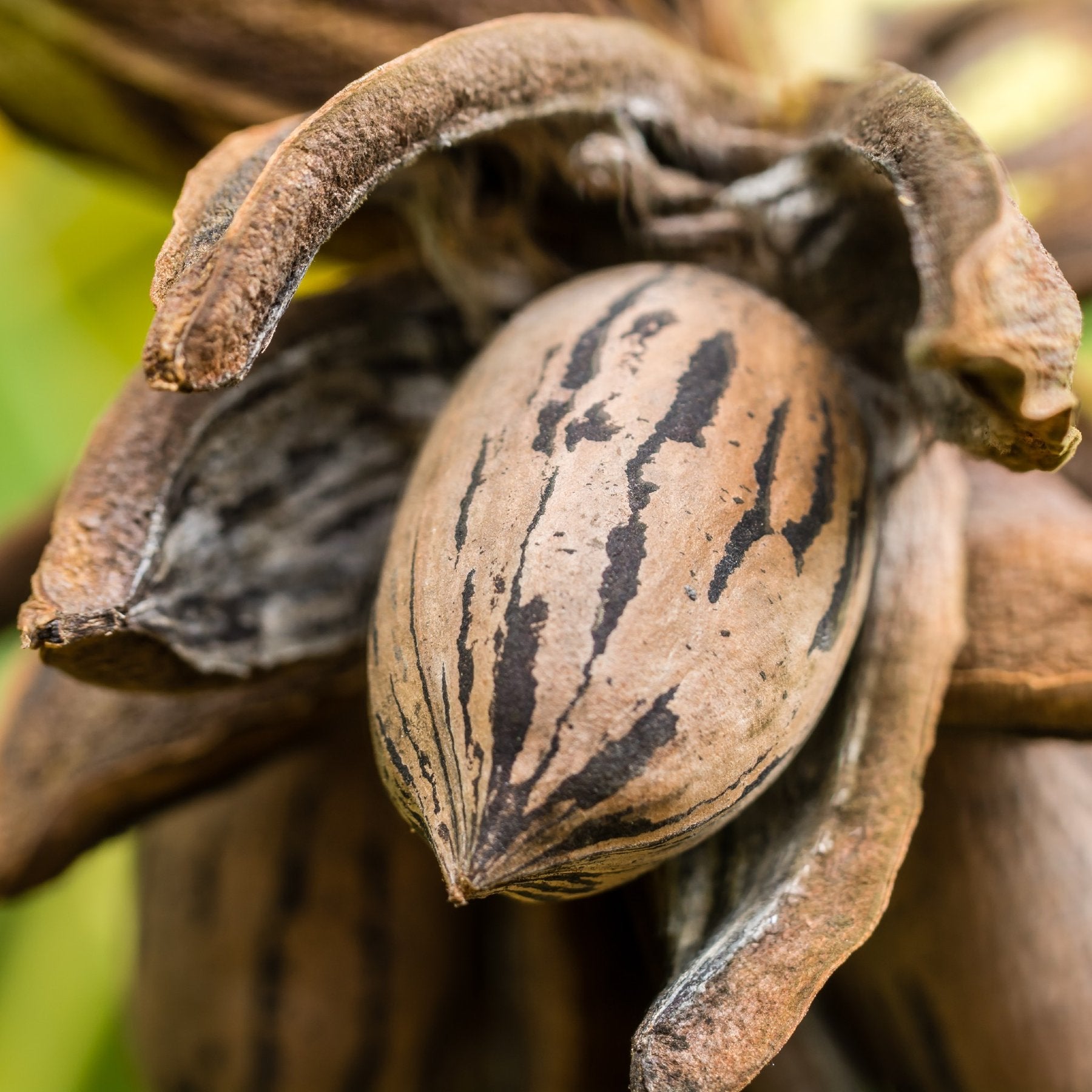 Pecan Shelll Pecans – comalpecanfarm